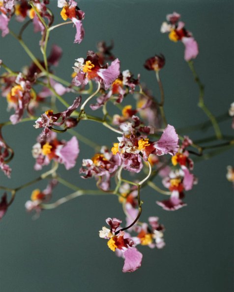 Flowers 162