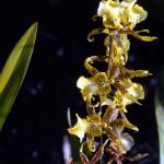 Flowers 165