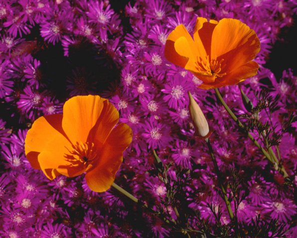 Flowers 167