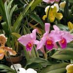 Flowers 168