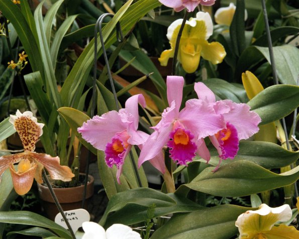 Flowers 168