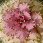 Flowers 172