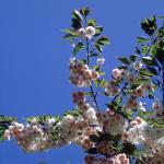 Flowers 173