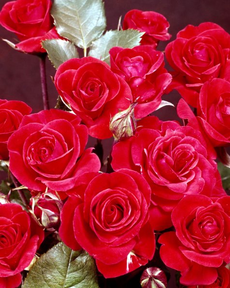 Flowers 174