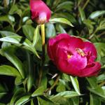 Flowers 175