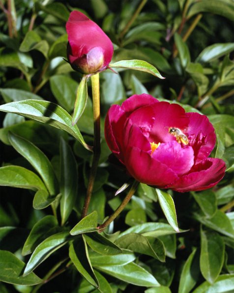 Flowers 175