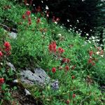 Flowers 176