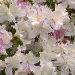 Flowers 177