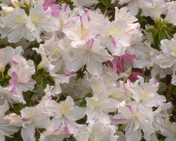 Flowers 177