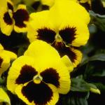 Flowers 178