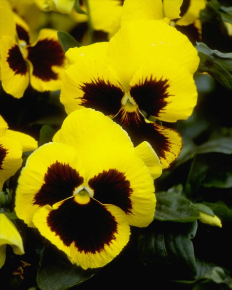 Flowers 178