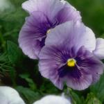Flowers 179