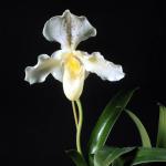 Flowers 180