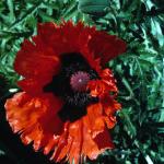 Flowers 181