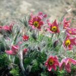 Flowers 182