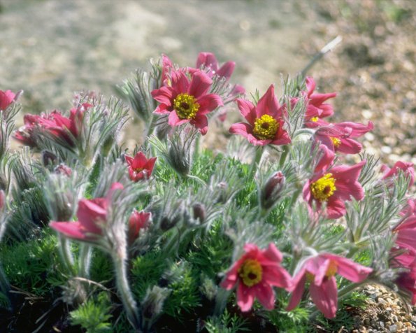 Flowers 182