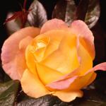 Flowers 183
