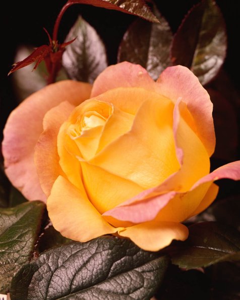 Flowers 183
