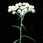 Flowers 184