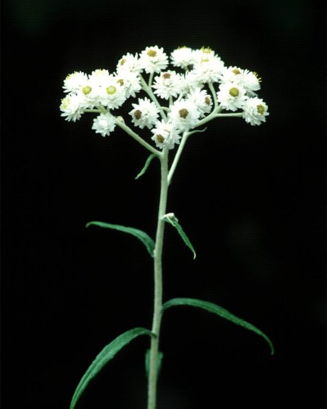 Flowers 184