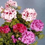 Flowers 185