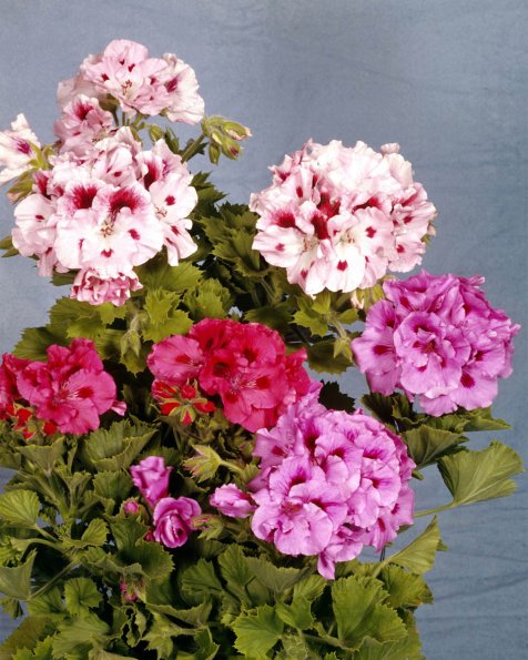 Flowers 185