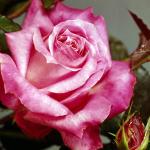 Flowers 186