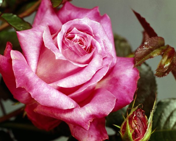 Flowers 186