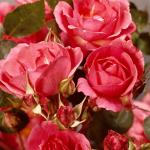 Flowers 187