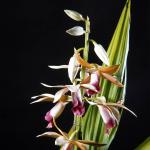 Flowers 188