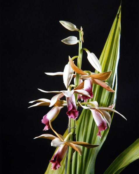 Flowers 188