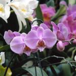 Flowers 189