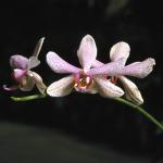 Flowers 190