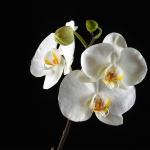 Flowers 191