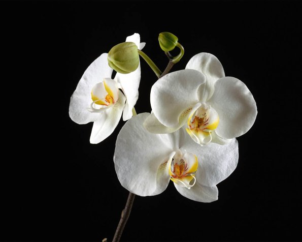 Flowers 191