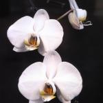 Flowers 192