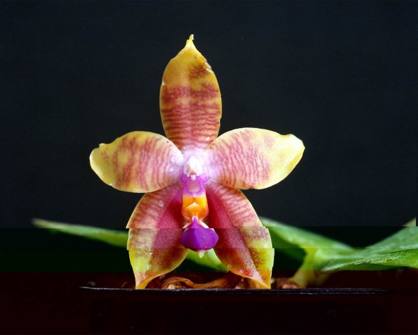 Flowers 193