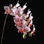 Flowers 194