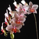 Flowers 195