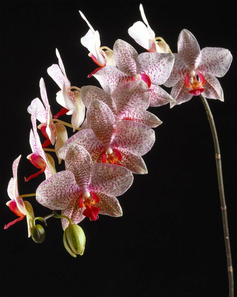 Flowers 195