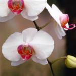 Flowers 196