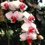 Flowers 197