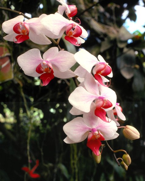 Flowers 197