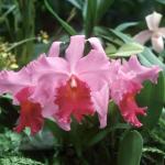 Flowers 198