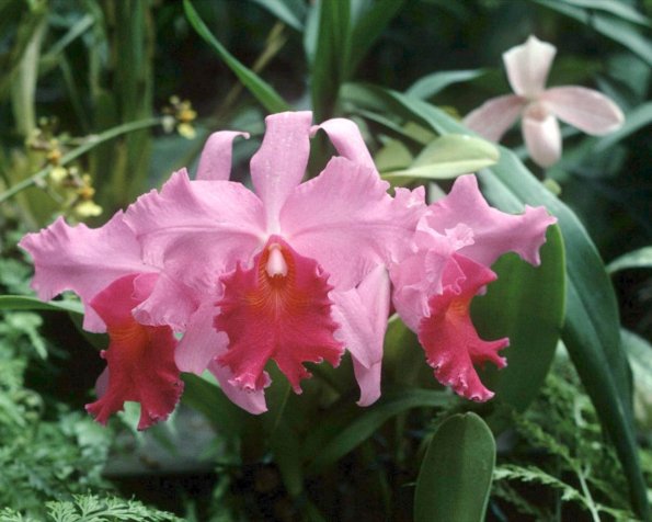 Flowers 198