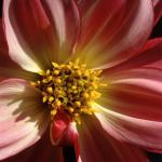 Flowers 199