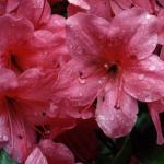 Flowers 200