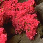 Flowers 201