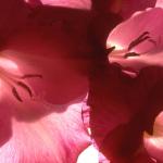 Flowers 202