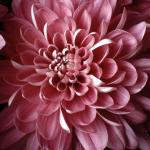 Flowers 203